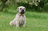 CANE CORSO 1041